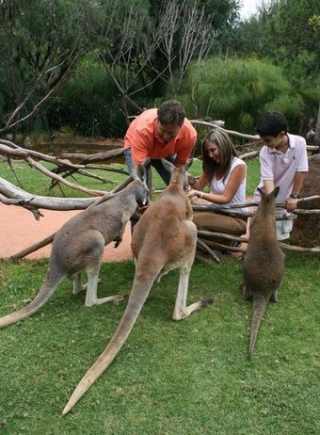 Alimentando canguros